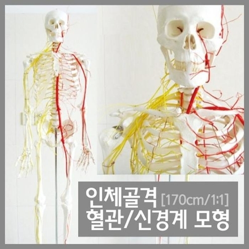 셀러허브 1 의대 교육교구 인체골격 혈관 신경계 관찰 교구 T0055