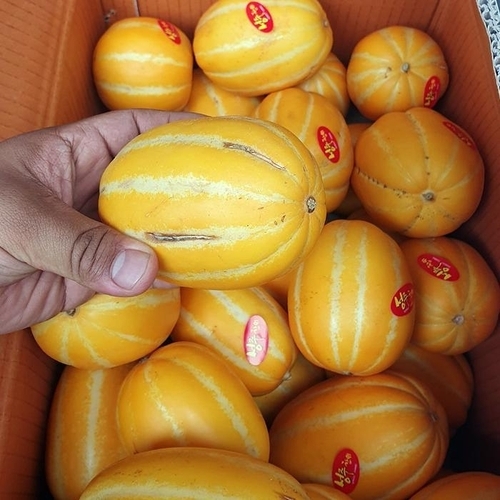 셀러허브 식품 못난이 성주 참외 10kg 랜덤 성주 못난이참외 성주 꿀참외 겨울참외 맛있는참외 하우스참외 햇참외