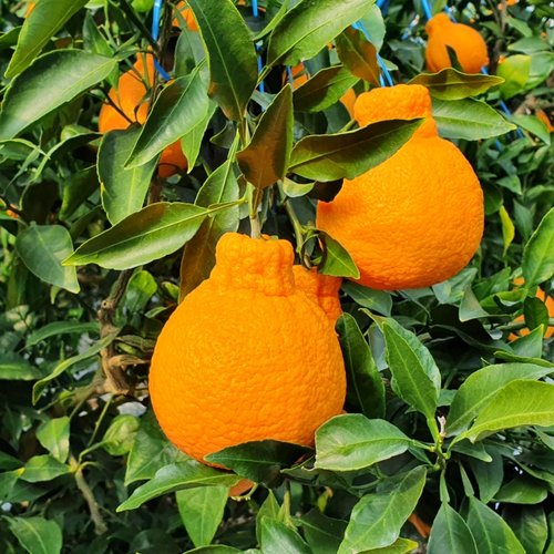 프레쉬푸드 제주 타이벡 한라봉 가정용 10kg