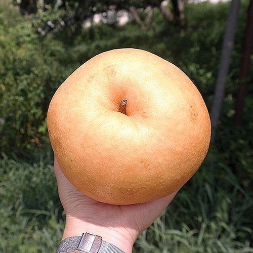 셀러허브 식품 나주 신고 배 5kg 8-10과 대과 가정용 햇배 꿀배 나주 배 과일 배 한박스 배한상자 흠집배 못난이배 기스배