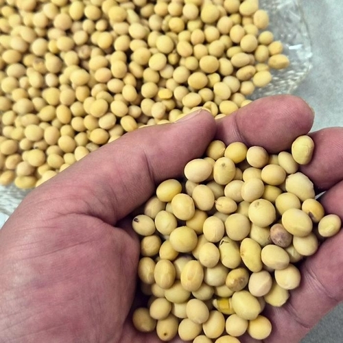 셀러허브 식품 싱싱 국산 메주 콩 5kg 햇메주콩 노란콩 국산 백태 콩 5kg 두유용콩 밥에넣는콩 노랑 (48788580)