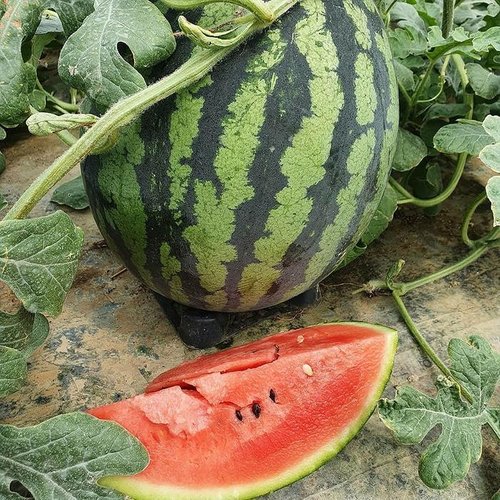 셀러허브 식품 고령 함안 꿀 수박 6kg 가을수박 고창수박 고령 수박 한통 함안 수박 맛있는수박 고당도수박 하우스수박