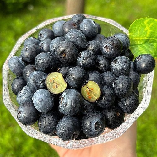 셀러허브 식품 신선한 생 블루베리 1kg 중대 미국산 블루베리 생과 칠레산블루베리 미국블루베리 미국생블루베리