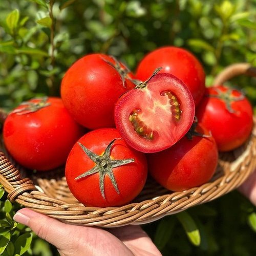 셀러허브 식품 유럽종 완숙 토마토 10kg 못난이토마토 유럽종토마토 찰토마토 생토마토 유럽토마토 꿀토마토 주스용토마토
