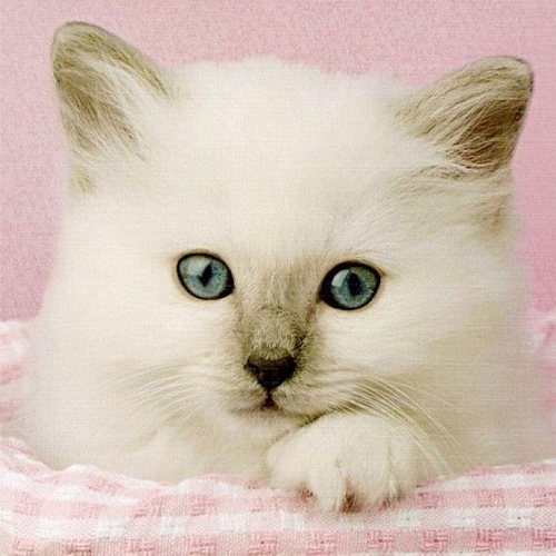 패션플러스 [주식회사 브이와이] [JH12146555]- 취미퍼즐 500조각 렉돌고양이(CL30391) (33703720)