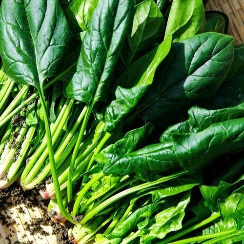 셀러허브 식품 영덕 포항 시금치 4단 1.2kg 포항 영해초 포항초 시금치 나물 생 시금치 생채 영덕초  (42235941)