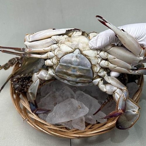 셀러허브 식품 연평도 활 암 꽃게 3kg 9-12미 대 생물꽃게 햇꽃게 활꽃게 알배기꽃게 연평도꽃게 생 (48066979)