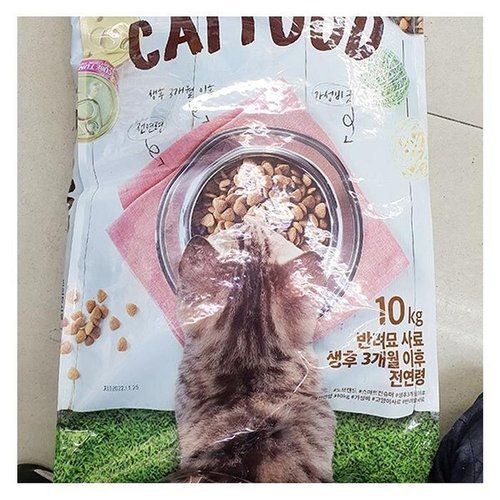셀러허브 식품 캣 푸드 반려묘 사료 (성묘용) 10kg x 1개 75972