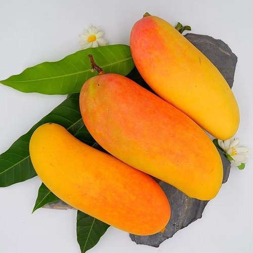 [셀러허브 식품]태국 무지개 망고 1kg 2~4과 태국 마하차녹 망고 한박스 태국망고 레인보우 망고 주문 꿀망고 생망고