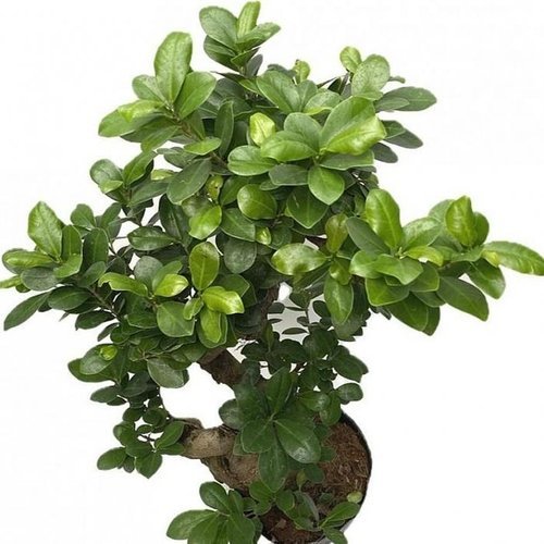 셀러허브 식품 베하몰 실내 화초 가지마루 펜다 S형 약66cm