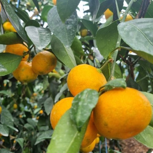 프레쉬푸드 제주 자연을 담은 비가림 감귤 1kg (꼬마/2S 미만)