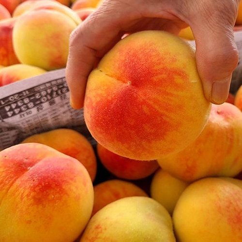셀러허브 식품 조치원 황도 복숭아 4kg 8-10과 특대과 말랑이복숭아 물복 쫀득복숭아 말랑복숭아 꿀 (52703110)